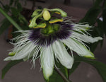 Passiflora edulis Red Flamenco | 5_Seeds