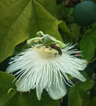 Passiflora eichleriana | Passionflower | Passion Vine | 20_Seeds