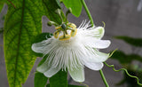 Passiflora eichleriana | Passionflower | Passion Vine | 20_Seeds