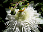 Passiflora eichleriana | Passionflower | Passion Vine | 20_Seeds