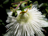 Passiflora eichleriana | Passionflower | Passion Vine | 20_Seeds