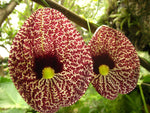 Aristolochia elegans | Elegant Dutchmans Pipe | Calico Flower | 50_Seeds