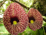 Aristolochia elegans | Elegant Dutchmans Pipe | Calico Flower | 50_Seeds