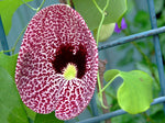 Aristolochia elegans | Elegant Dutchmans Pipe | Calico Flower | 50_Seeds