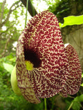Aristolochia elegans | Elegant Dutchmans Pipe | Calico Flower | 50_Seeds