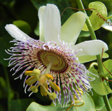 Passiflora elegans | 10_Seeds