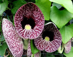 Aristolochia elegans | Elegant Dutchmans Pipe | Calico Flower | 50_Seeds