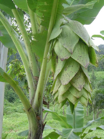 banana leaf plant seeds Ensete glaucum | Snow Banana