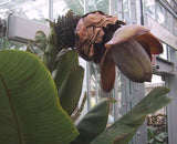 Ensete superbum | False & Rock Banana | 5_Seeds