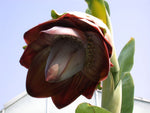 Ensete superbum | False & Rock Banana | 5_Seeds
