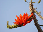 Erythrina variegata | Thorny Dadap | Easter Flower |Indian Coral Tree | 5_Seeds