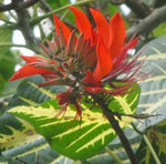 Erythrina variegata | Thorny Dadap | Easter Flower |Indian Coral Tree | 5_Seeds