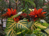 Erythrina variegata | Thorny Dadap | Easter Flower |Indian Coral Tree | 5_Seeds