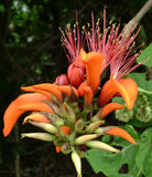 Erythrina variegata | Thorny Dadap | Easter Flower |Indian Coral Tree | 5_Seeds