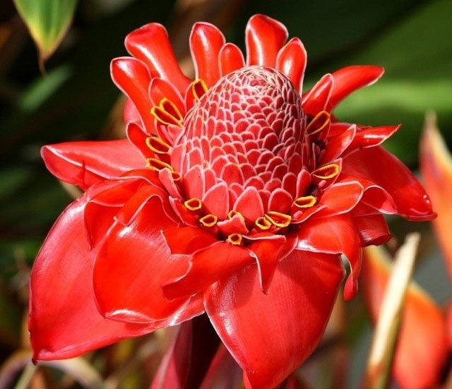 wax flower seeds Etlingera elatior Pink | Torch Ginger | Combrang | Wax Flower