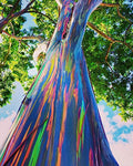 Eucalyptus deglupta | Rainbow-Eucalyptus | Mindanao Gum | 100_Seeds