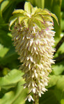 Eucomis bicolor | Variegated Pineapple Lily | 10_Seeds