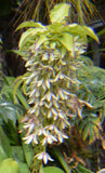 Eucomis bicolor | Variegated Pineapple Lily | 10_Seeds