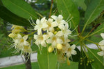 Fagraea fragrans | Ironwood | Tembusu | 50_Seeds