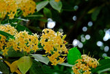 Fagraea fragrans | Ironwood | Tembusu | 50_Seeds