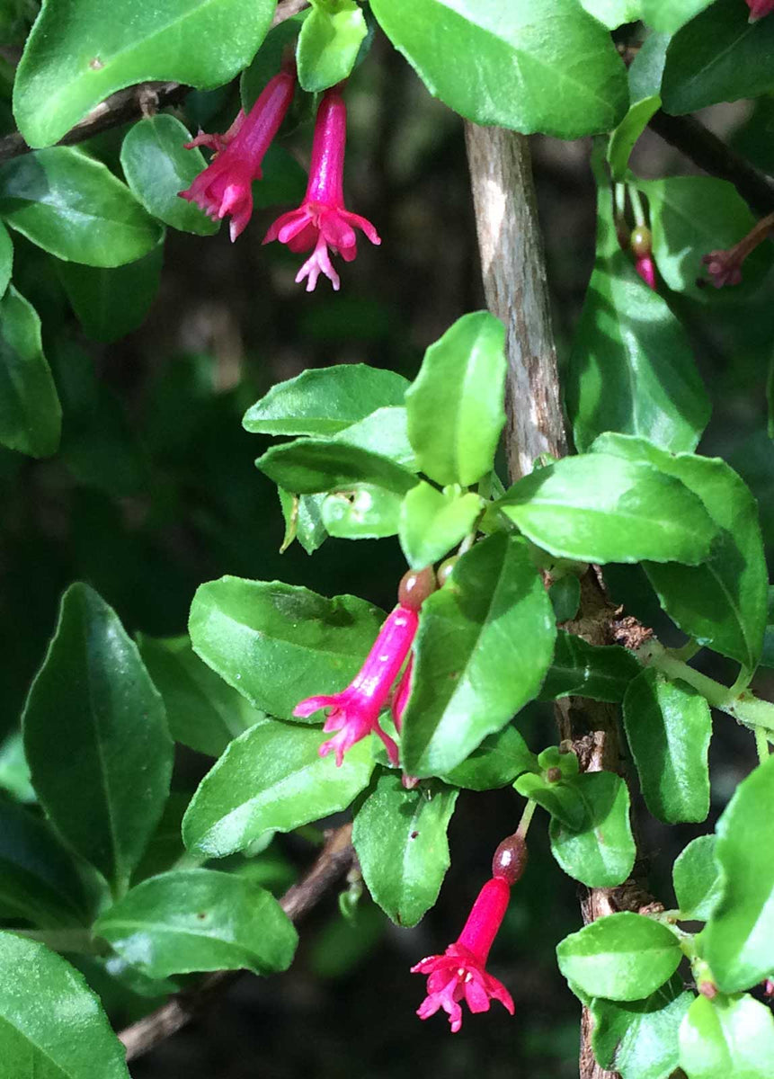 Fuchsia encliandra tetradactyla | 10_Seeds – Butterfly Garden Seeds