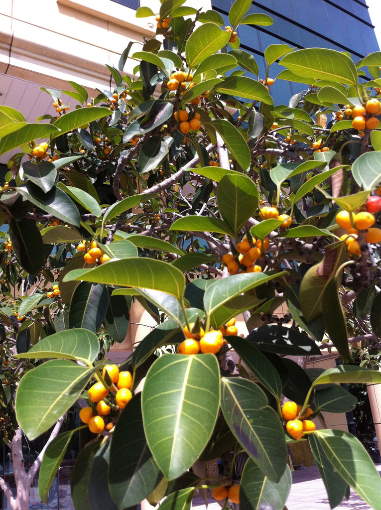 ficus altissima council tree Ficus altissima | Council Tree