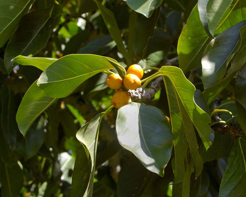 ficus altissima council tree Ficus altissima | Council Tree