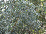 Ficus amplissima | Indian Bat Tree & Fig | Pimpri | Pipri | Pipali | 100_Seeds