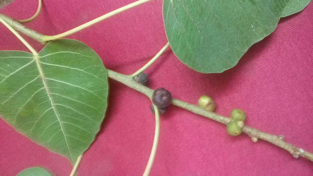 Ficus religiosa | Sacred Fig | Bodhi Tree | Pippala | Peepul |Peepal ...