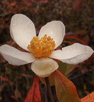 Franklinia alatamaha | Ben Franklin Tree | 5_Seeds