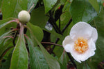 Franklinia alatamaha | Ben Franklin Tree | 5_Seeds
