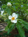 Franklinia alatamaha | Ben Franklin Tree | 5_Seeds