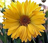 Gaillardia Aristata Aurea Pura | Blanket Flower | 100_Seeds