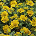 Gaillardia Aristata Aurea Pura | Blanket Flower | 100_Seeds