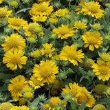 Gaillardia Aristata Aurea Pura | Blanket Flower | 100_Seeds