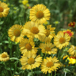 Gaillardia Aristata Aurea Pura | Blanket Flower | 100_Seeds