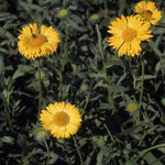 Gaillardia Aristata Aurea Pura | Blanket Flower | 100_Seeds