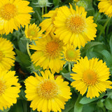 Gaillardia Aristata Aurea Pura | Blanket Flower | 100_Seeds