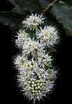 Galpinia transvaalica | Transvaal Privet | Wild Pride of India | 10_Seeds