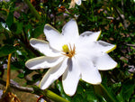 Gardenia thunbergia | Thunbergs Starry White Gardenia | 5_Seeds