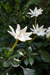 Gardenia thunbergia | Thunbergs Starry White Gardenia | 5_Seeds