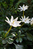 Gardenia thunbergia | Thunbergs Starry White Gardenia | 5_Seeds