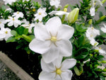 Gardenia thunbergia | Thunbergs Starry White Gardenia | 5_Seeds