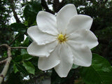 Gardenia thunbergia | Thunbergs Starry White Gardenia | 5_Seeds