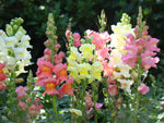 Antirrhinum majus Maximum | Garden Snapdragon | 200_Seeds