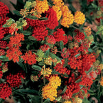 Asclepias tuberosa Gay Butterflies | 10_Seeds
