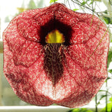 Aristolochia gigantea | Giant Brazilian Pelican Flower | 5_Seeds