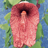 Aristolochia gigantea | Giant Brazilian Pelican Flower | 5_Seeds