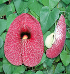 Aristolochia gigantea | Giant Brazilian Pelican Flower | 5_Seeds