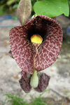 Aristolochia gigantea | Giant Brazilian Pelican Flower | 5_Seeds